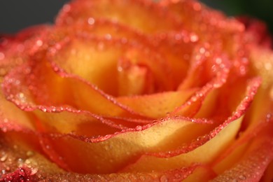 Closeup view of beautiful blooming rose with dew drops