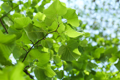 Closeup view of linden tree with fresh young green leaves outdoors on spring day