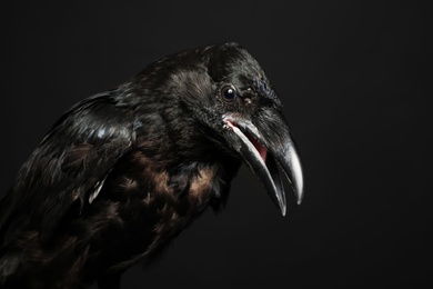 Photo of Beautiful common raven on dark background, closeup