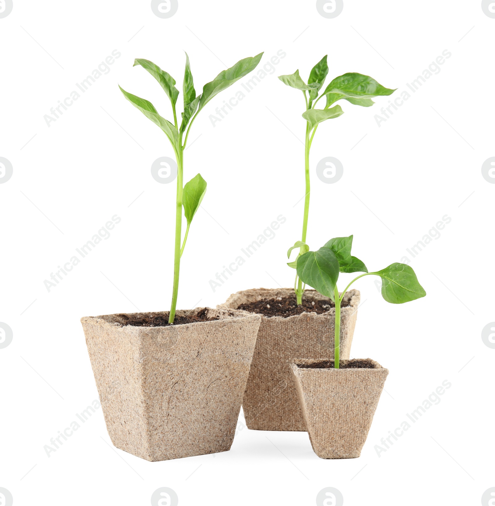 Photo of Vegetable seedlings in peat pots isolated on white