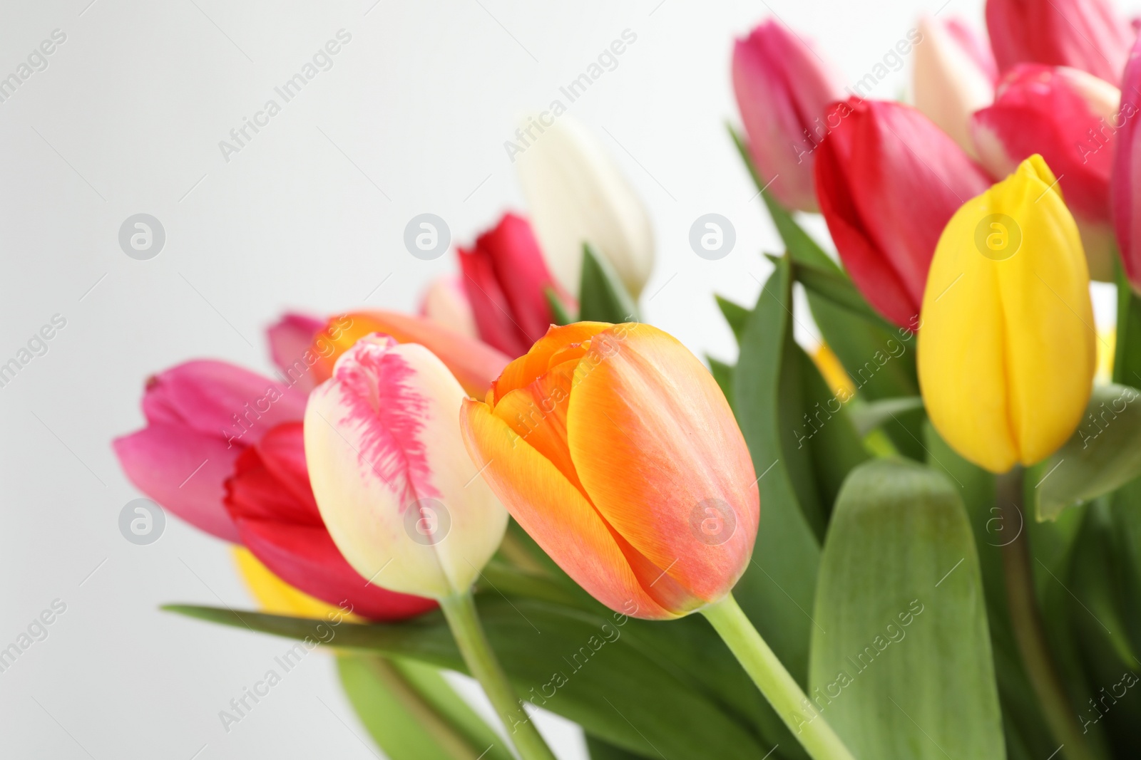 Photo of Beautiful bouquet of bright tulip flowers on white background