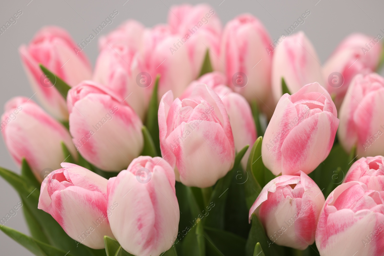 Photo of Beautiful bouquet of fresh pink tulips on blurred background, closeup