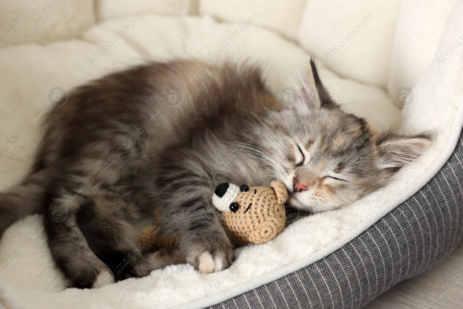 Photo of Cute fluffy kitten with toy sleeping on pet bed