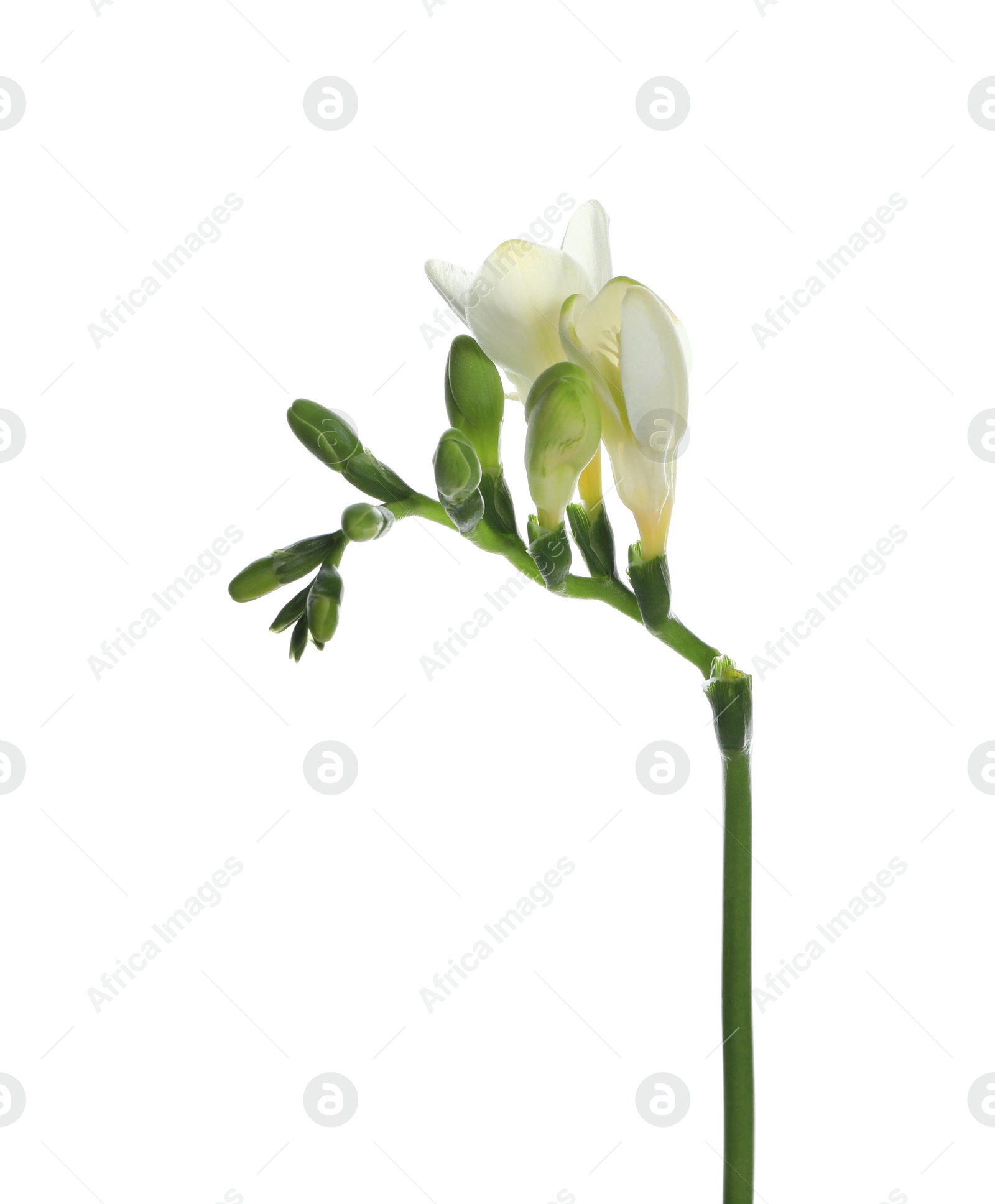 Photo of Beautiful freesia flower with tender petals isolated on white