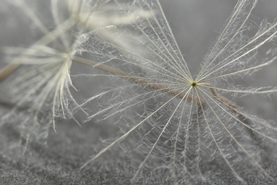 Dandelion seeds on grey background, close up