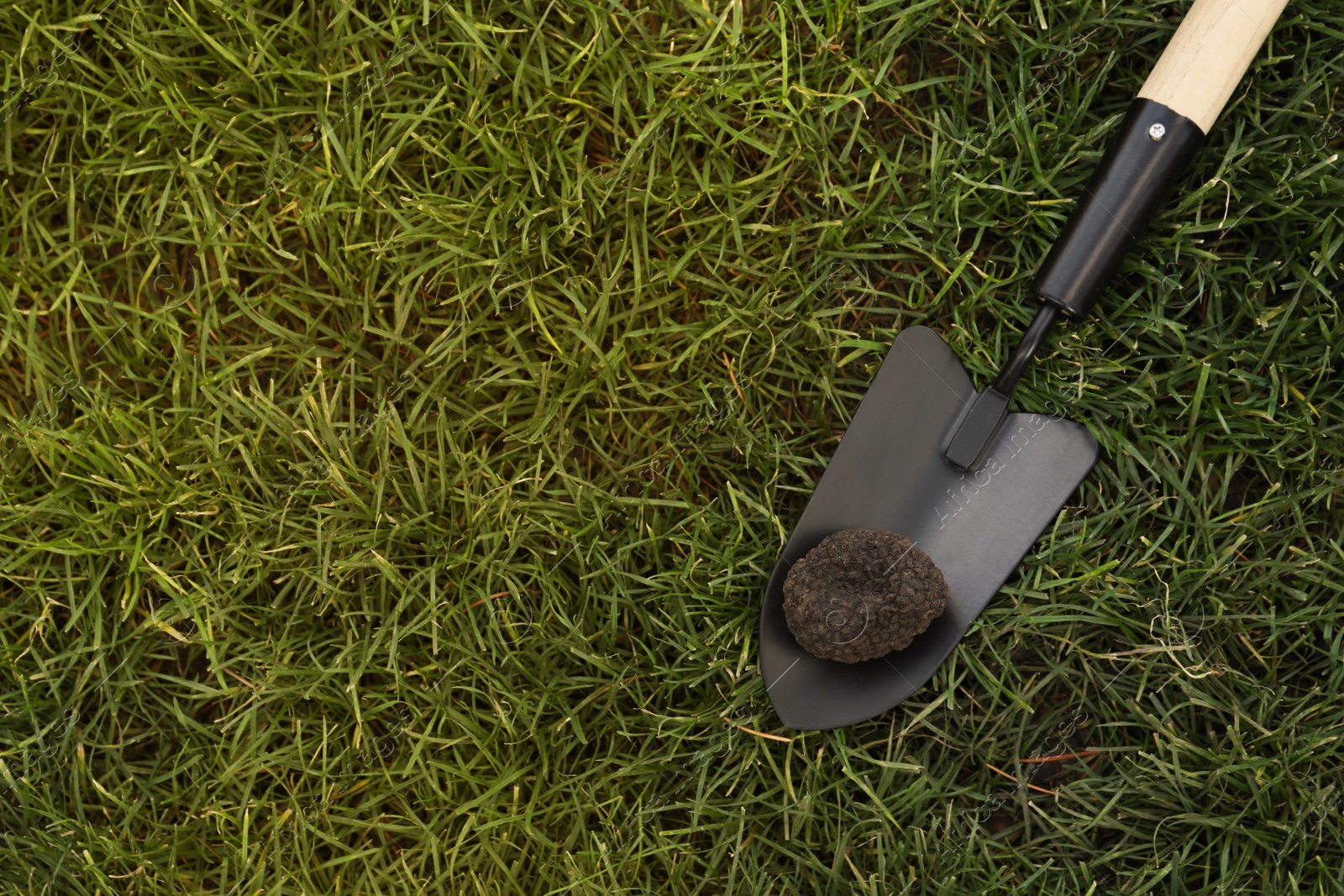 Photo of Shovel with fresh truffle on green grass, top view. Space for text
