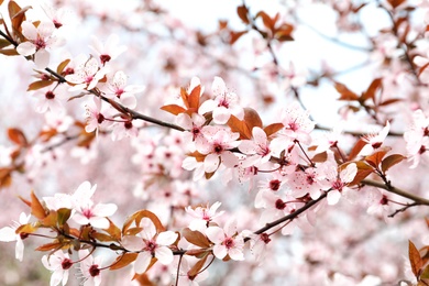 Photo of Blossoming spring tree, closeup