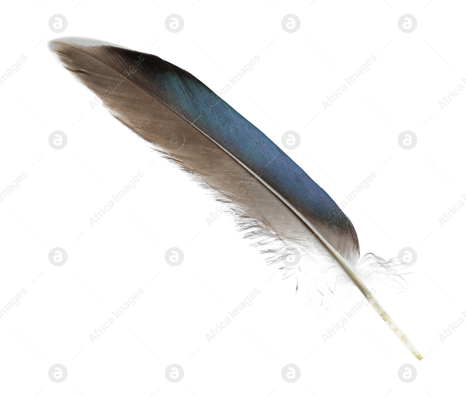 Photo of Beautiful grey bird feather isolated on white