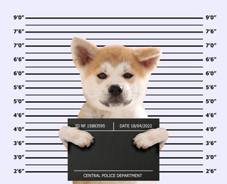 Arrested Akita Inu puppy with mugshot board against height chart. Fun photo of criminal