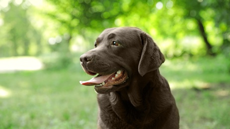 Funny Chocolate Labrador Retriever in green summer park