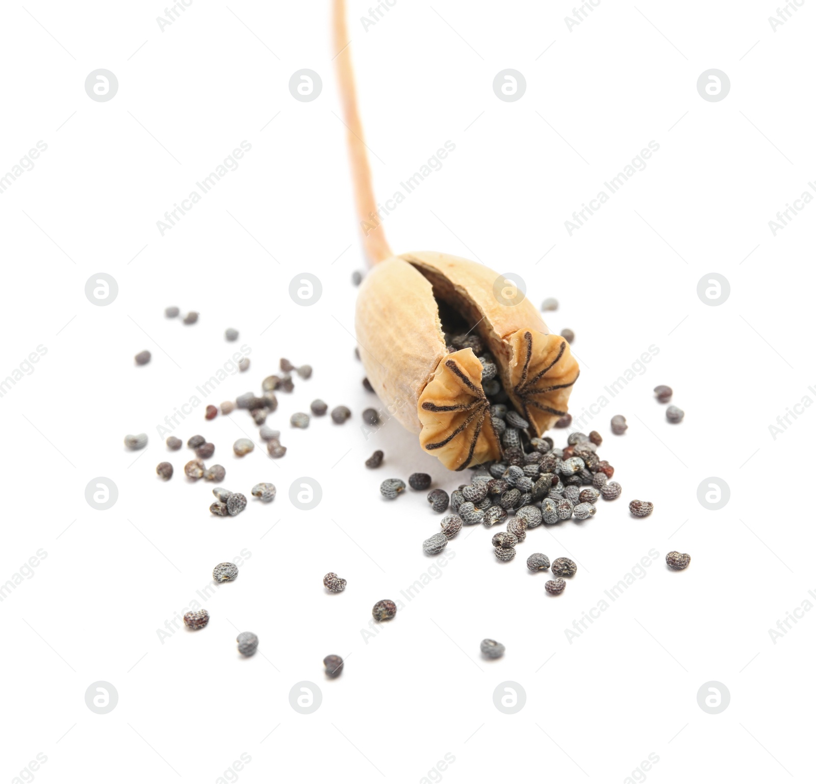 Photo of Dry poppy head with seeds on white background