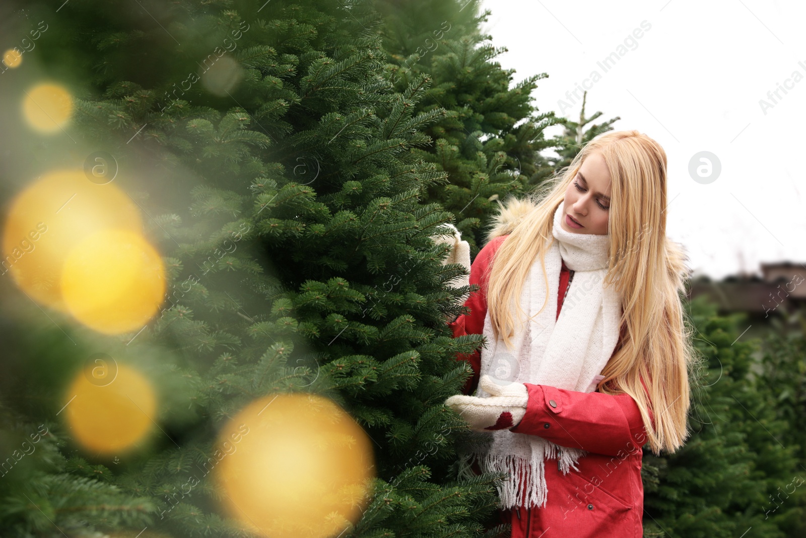 Photo of Woman choosing plants at Christmas tree farm