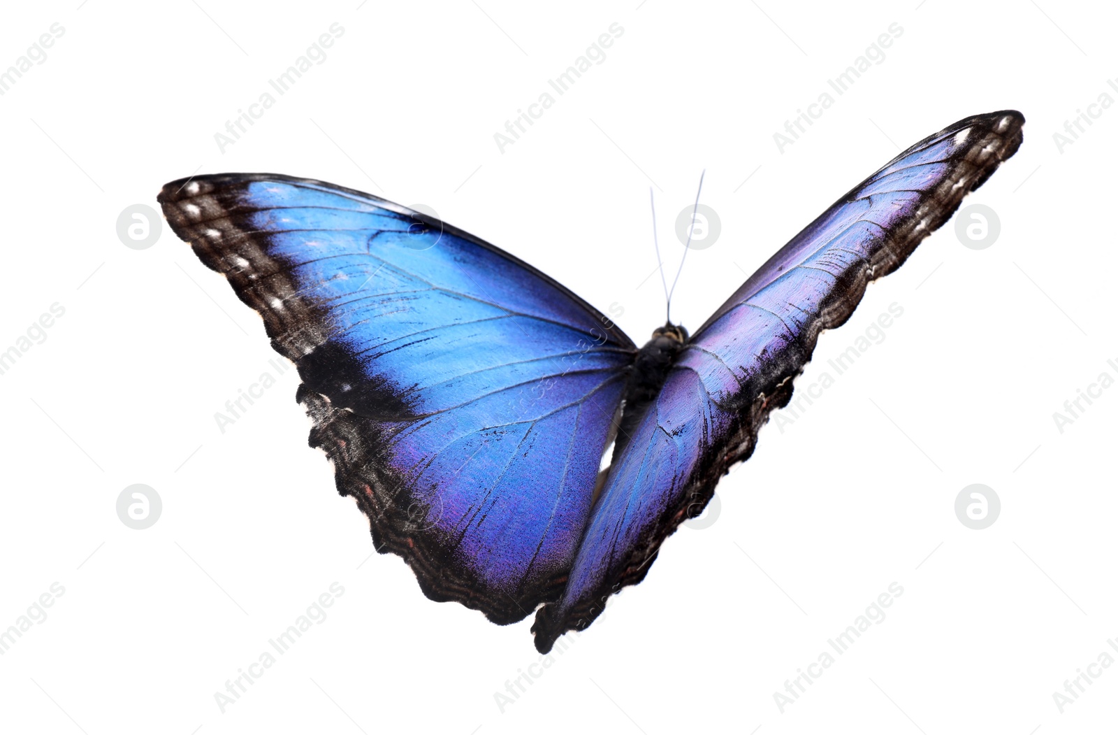 Photo of Beautiful common morpho butterfly isolated on white