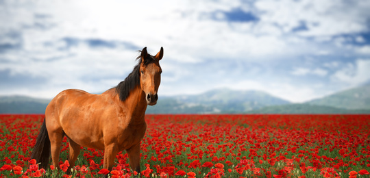 Image of Beautiful horse in poppy field near mountains under cloudy sky. Banner design