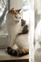 Photo of Cute cat sitting on window sill at home