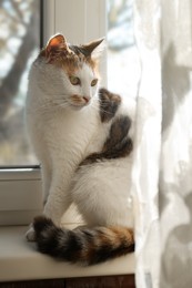 Cute cat sitting on window sill at home