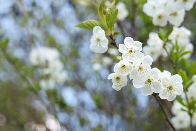 Photo of Closeup view of beautiful blossoming tree outdoors, space for text. Spring season
