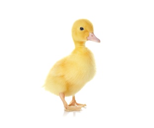 Cute fluffy gosling on white background. Farm animal