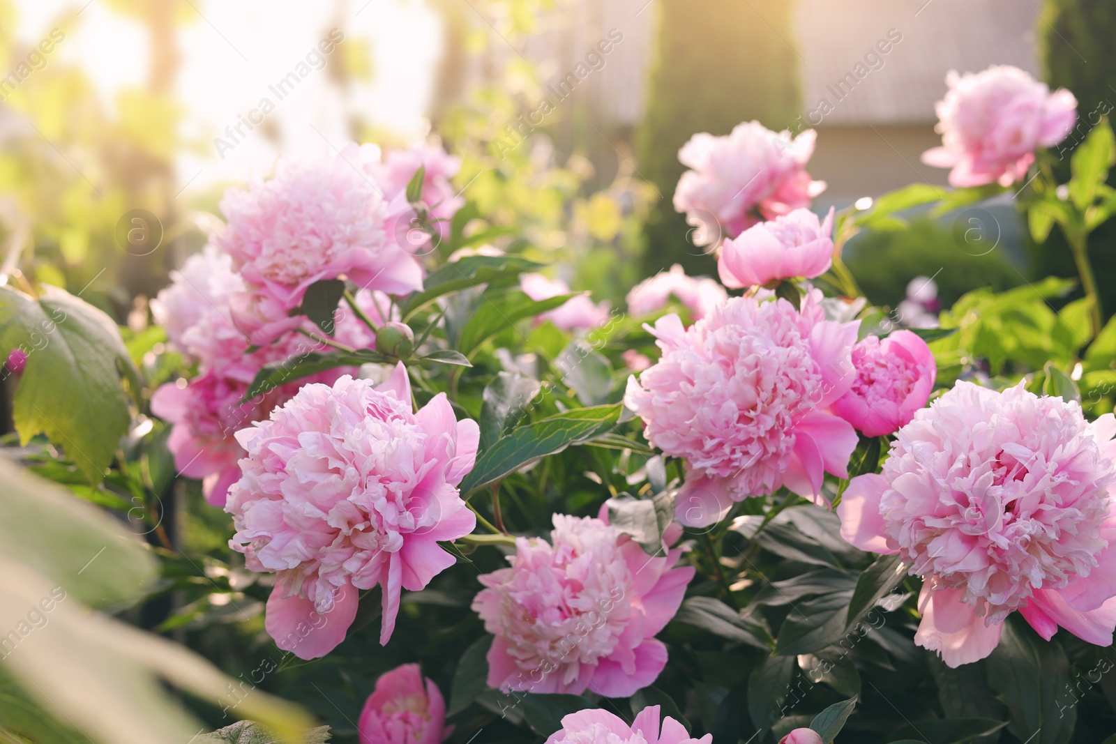 Photo of Blooming peony plant with beautiful pink flowers outdoors on sunny day