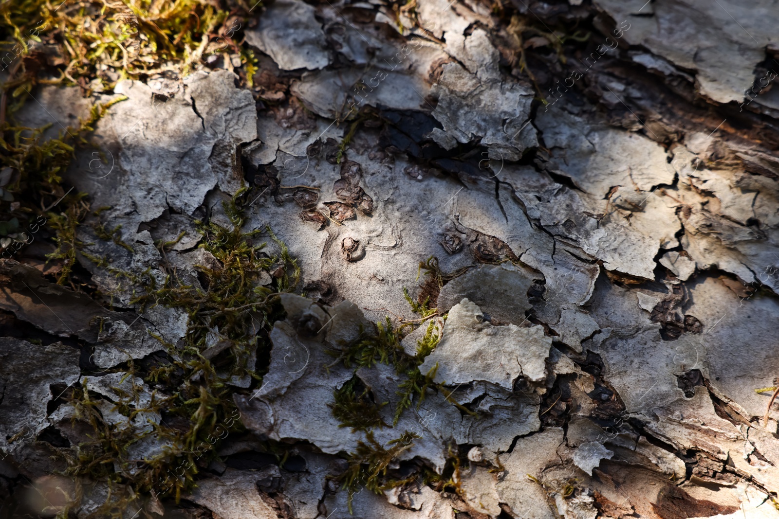 Photo of Tree bark with green moss as background, closeup