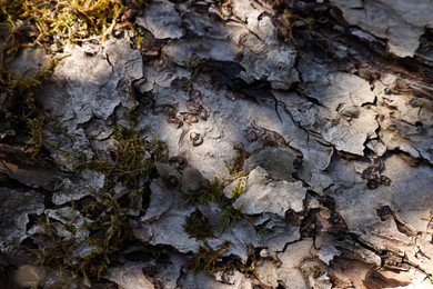 Tree bark with green moss as background, closeup