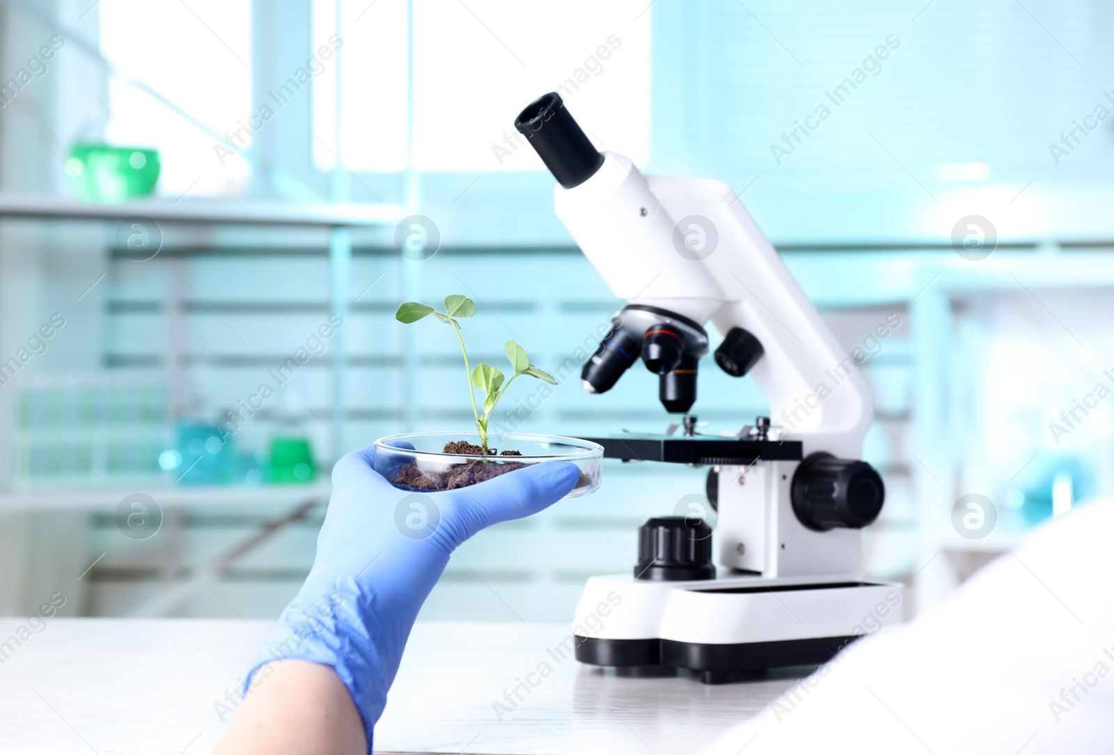 Photo of Scientist examining green plant with microscope in laboratory, closeup. Space for text