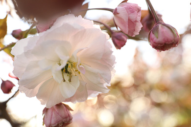 Photo of Blossoming pink sakura tree outdoors on spring day, closeup