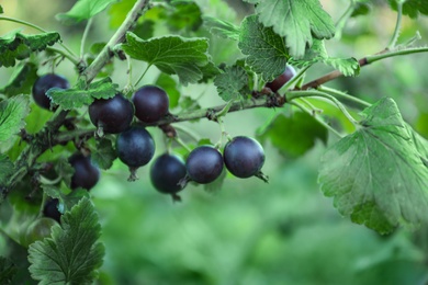 Photo of Black currant berries on bush outdoors, closeup