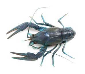 Image of Blue crayfish isolated on white, top view. Freshwater crustacean 