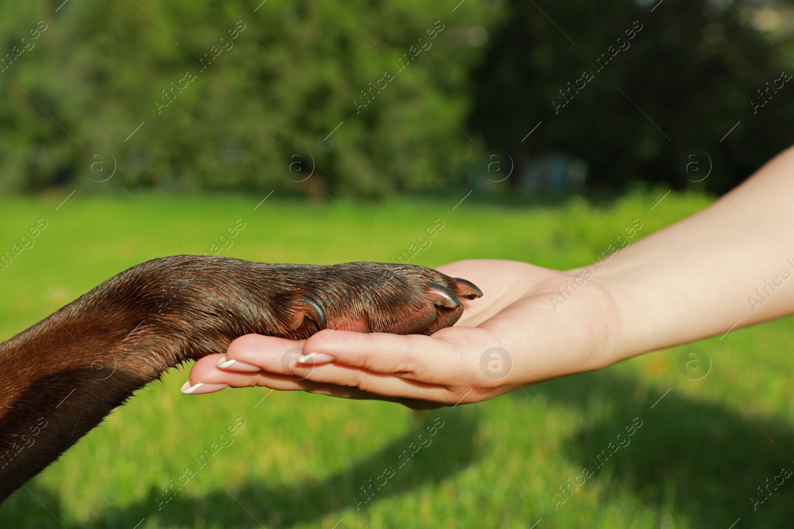 Photo of Dog giving paw to woman in park, closeup