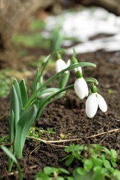 Beautiful blooming snowdrops growing outdoors. Spring flowers