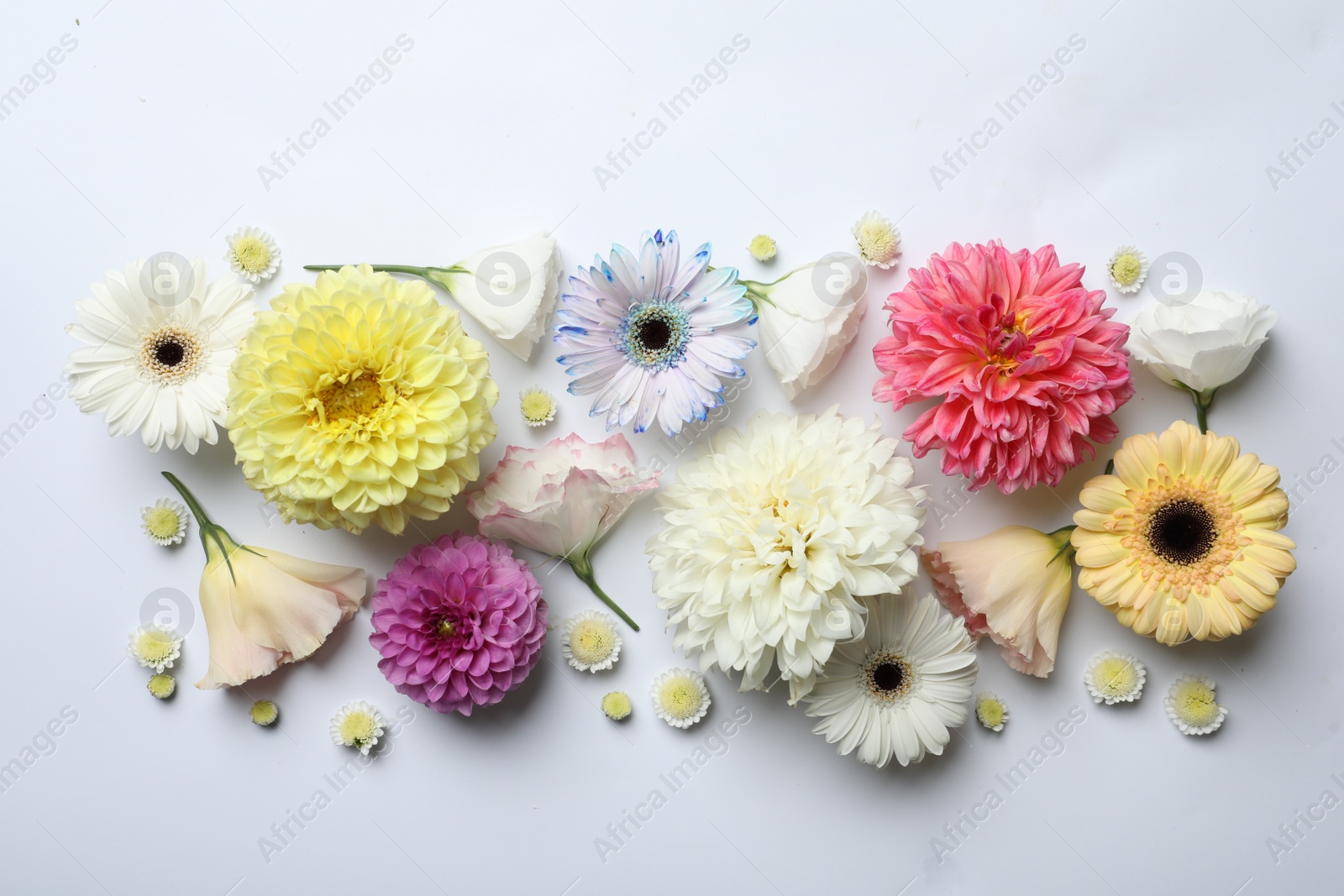 Photo of Beautiful dahlia, eustoma and gerbera flowers on white background, flat lay