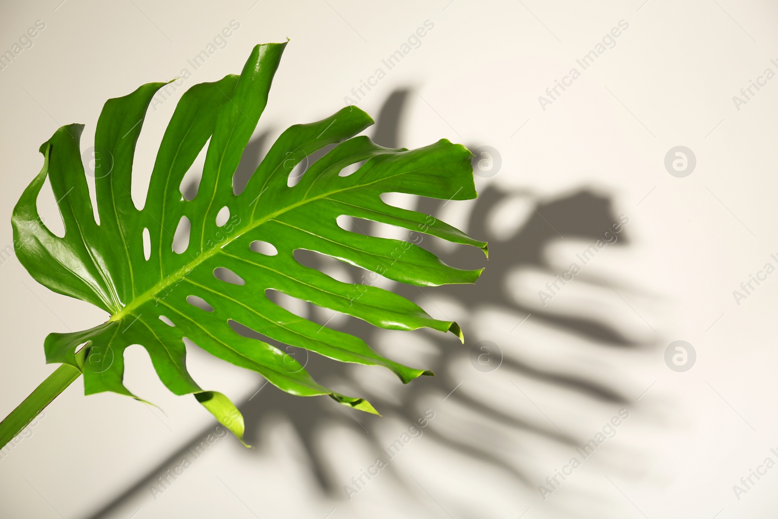 Photo of Fresh tropical monstera leaf on light background