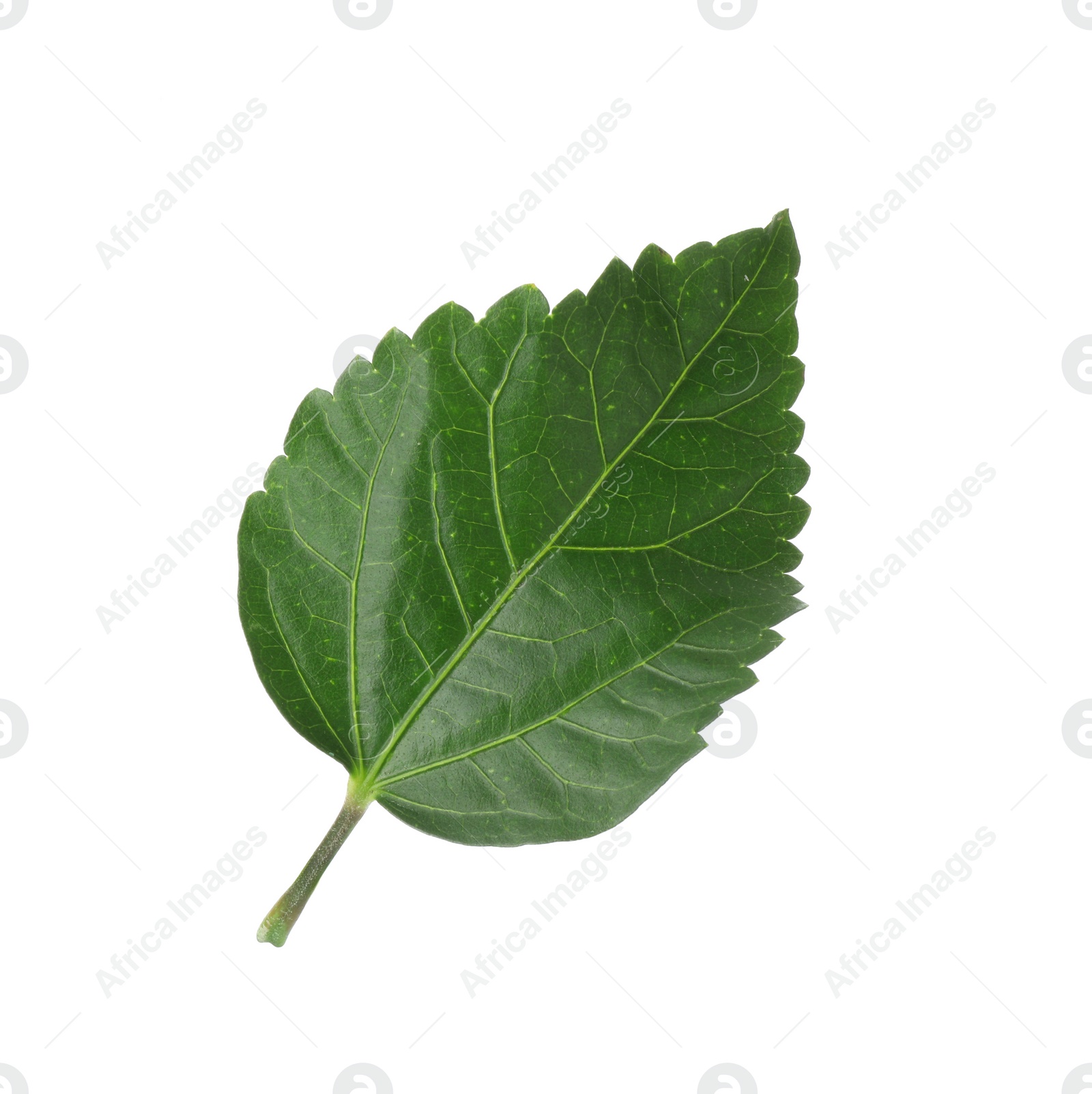 Photo of One green hibiscus leaf isolated on white