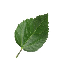 One green hibiscus leaf isolated on white