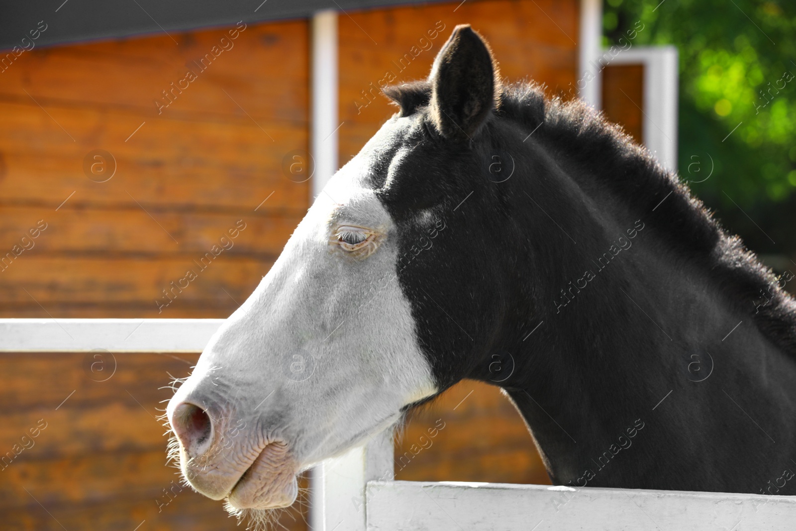 Photo of Splashed white horse at light fence outdoors