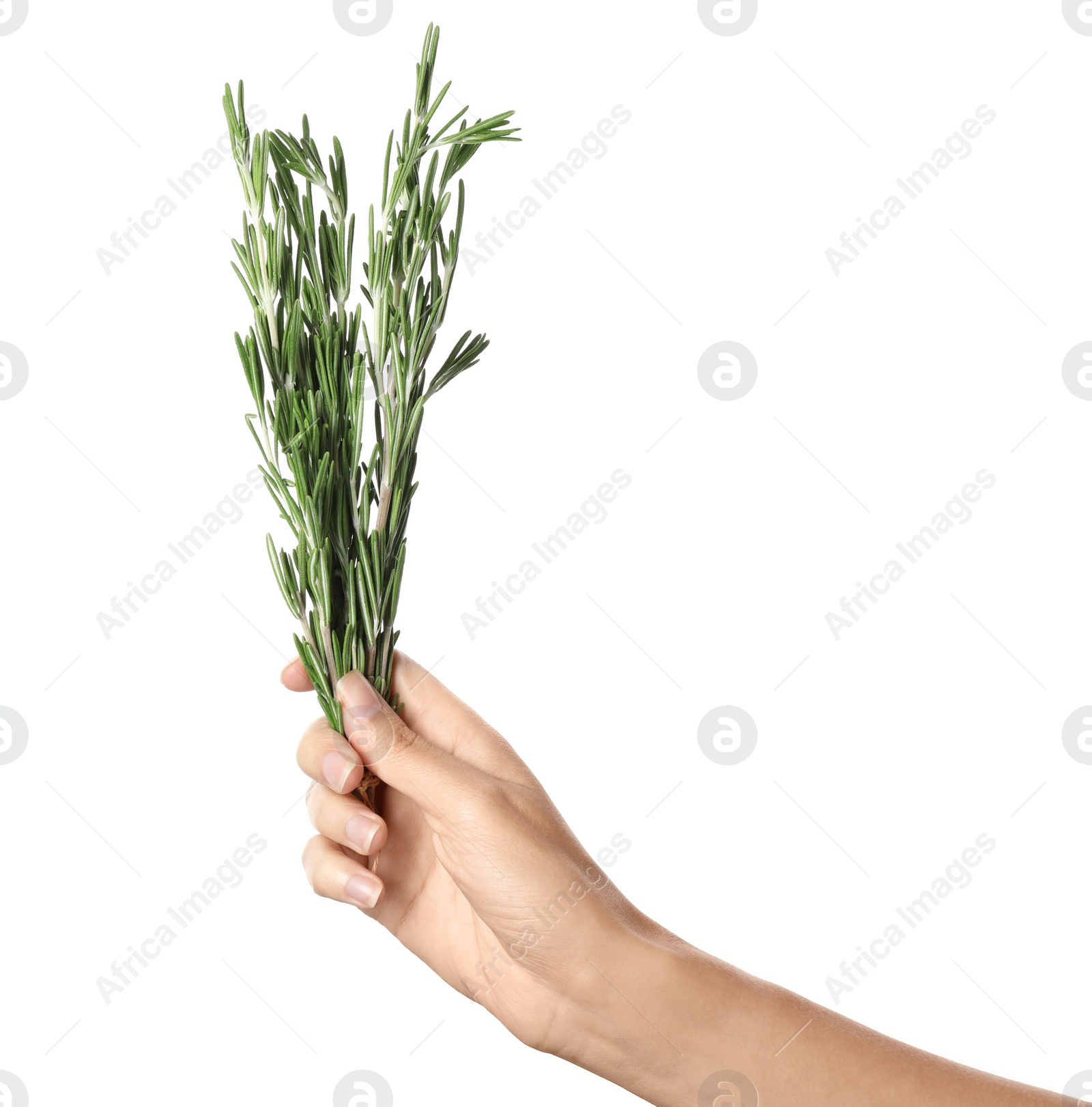 Photo of Woman holding rosemary on white background. Fresh herb