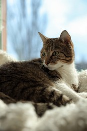 Cute cat on white soft plaid at window sill indoors