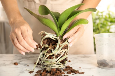 Woman transplanting orchid plant on table, closeup