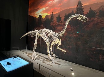 Photo of Leiden, Netherlands - June 18, 2022: Life size skeleton of Plateosaurus in Naturalis Biodiversity Center