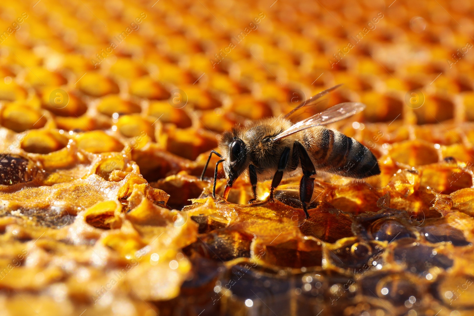 Photo of Closeup view of fresh honeycomb with bee