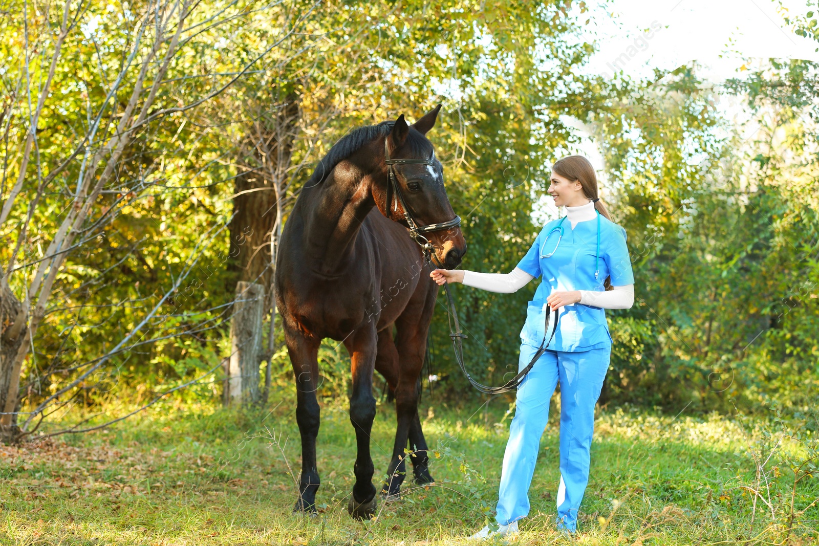 Photo of Veterinarian in uniform with beautiful brown horse outdoors