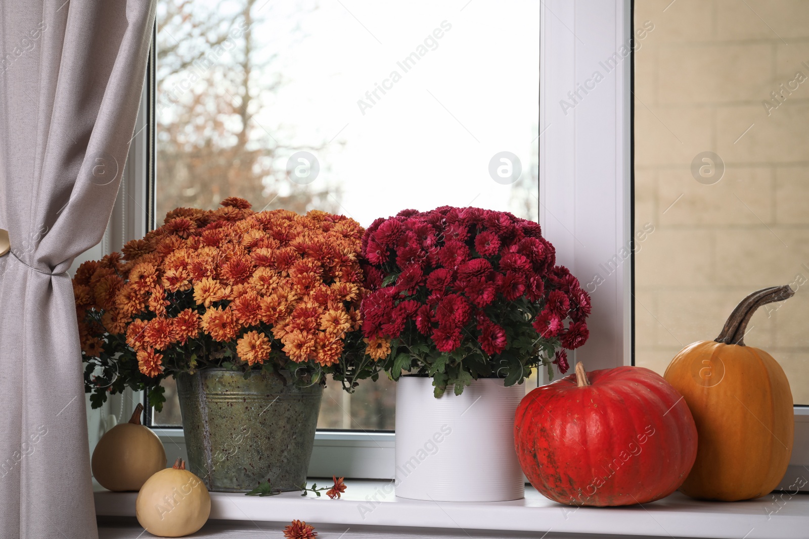 Photo of Beautiful potted chrysanthemum flowers and pumpkins on windowsill indoors