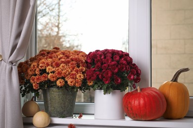 Beautiful potted chrysanthemum flowers and pumpkins on windowsill indoors