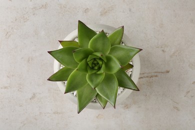 Photo of Beautiful succulent plant in pot on light gray textured background, top view