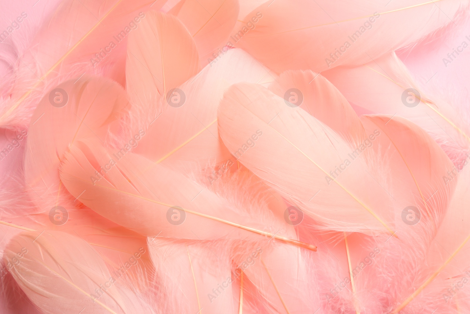 Photo of Many beautiful pink feathers as background, closeup