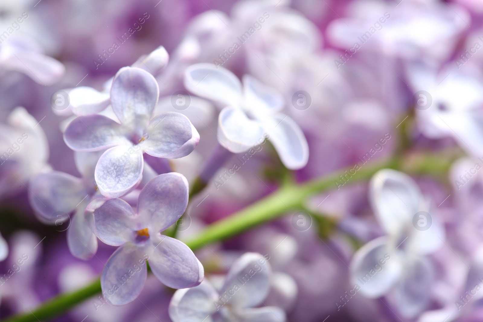 Photo of Beautiful blossoming lilac as background, closeup. Spring flowers