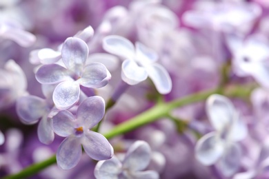 Beautiful blossoming lilac as background, closeup. Spring flowers