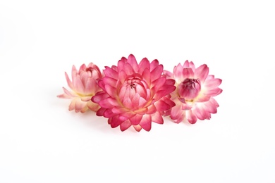 Photo of Beautiful helichrysum flowers on white background, above view