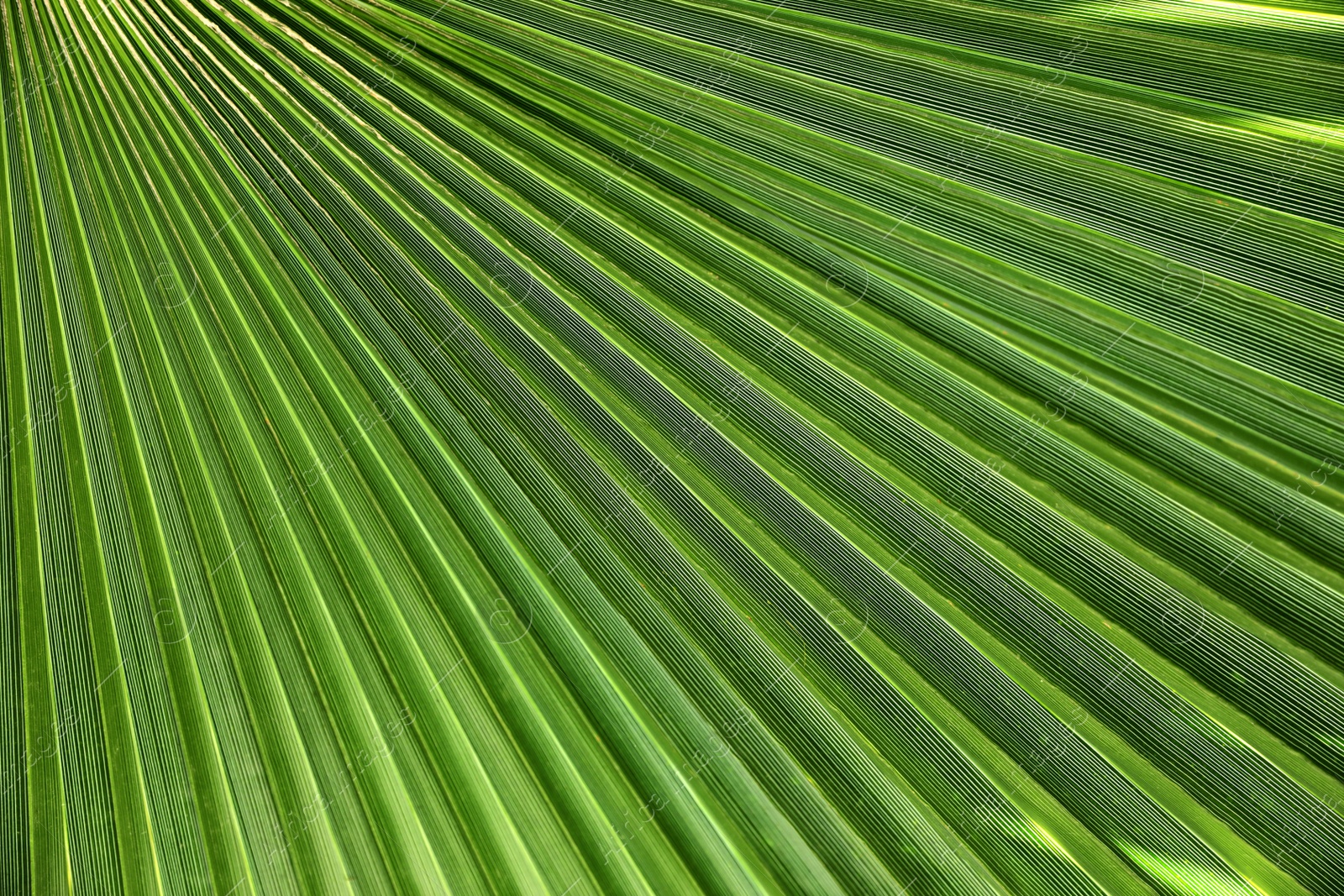 Photo of Closeup view of lush palm leaf as background